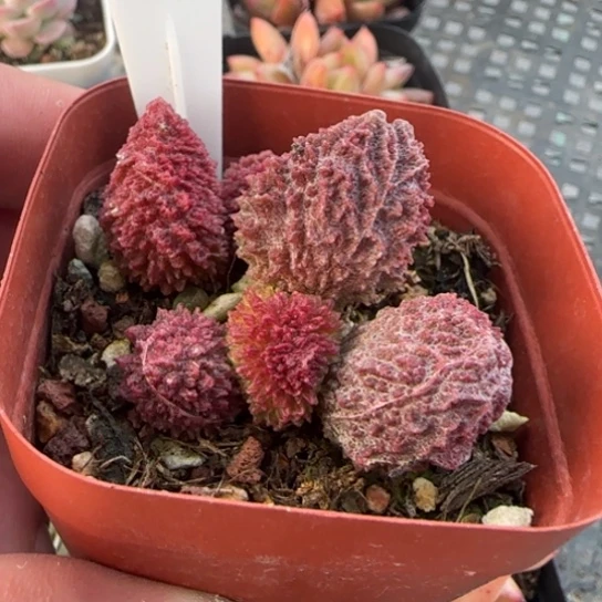 269朱子玉 一物一拍多肉