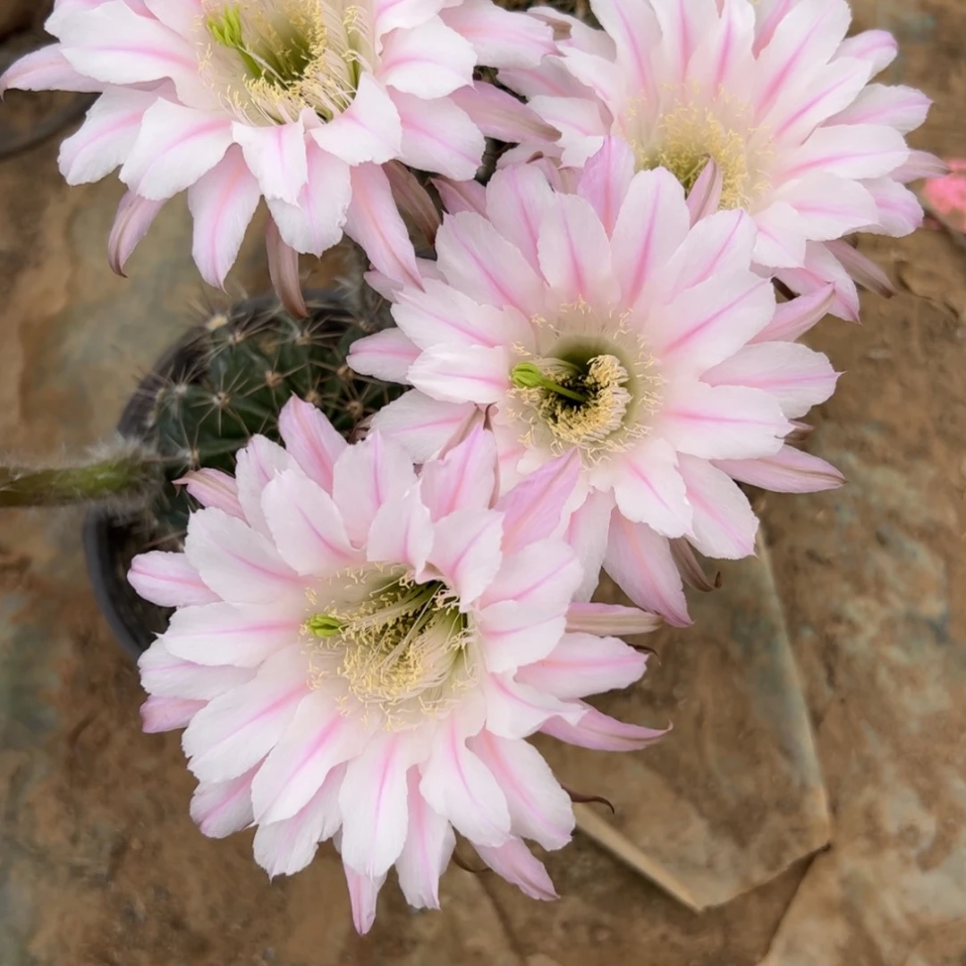 吉**舞一物一拍实生彩草