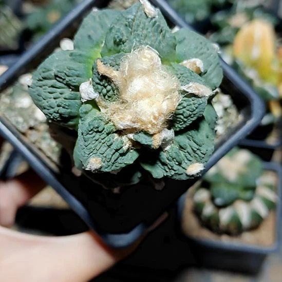 超级棒棒怒涛牡丹苗接849