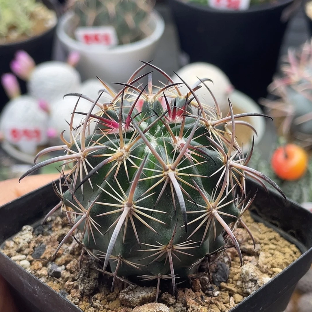 实生小虎爪玉仙人球