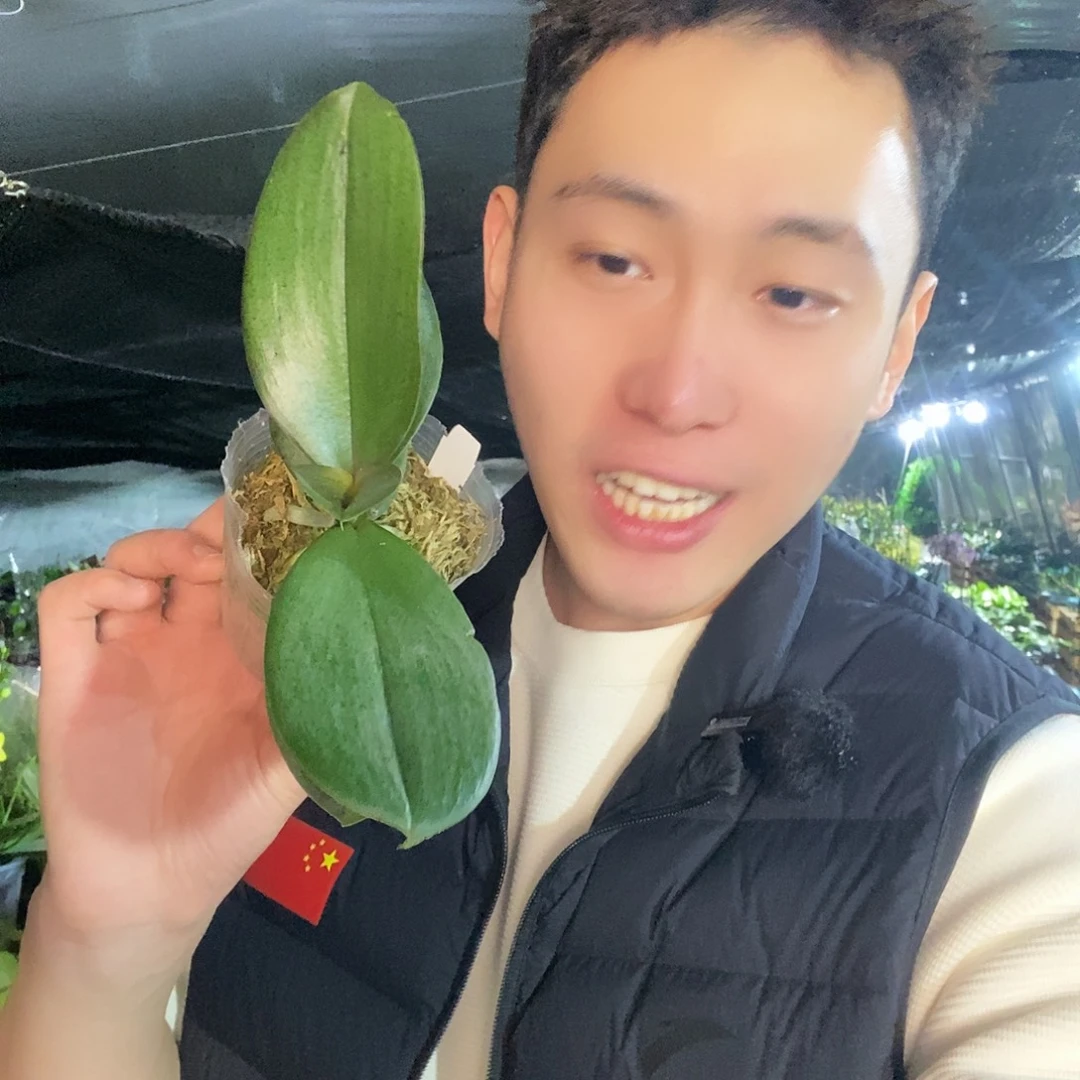 无花朵风之谷2.8蝴蝶兰