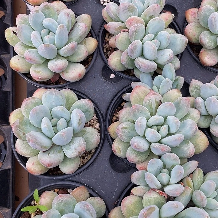 90盆大香水带盆土发
