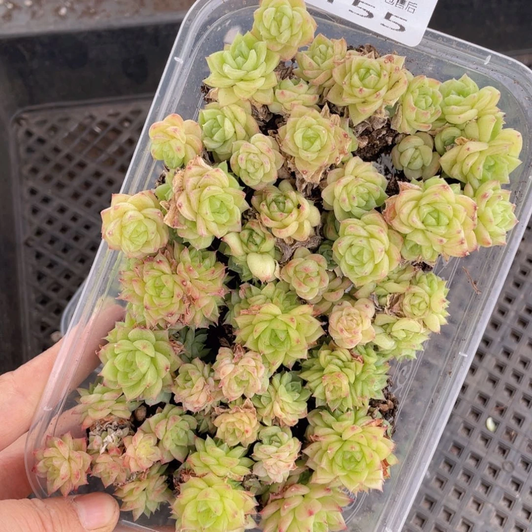 糕大上多肉植物155