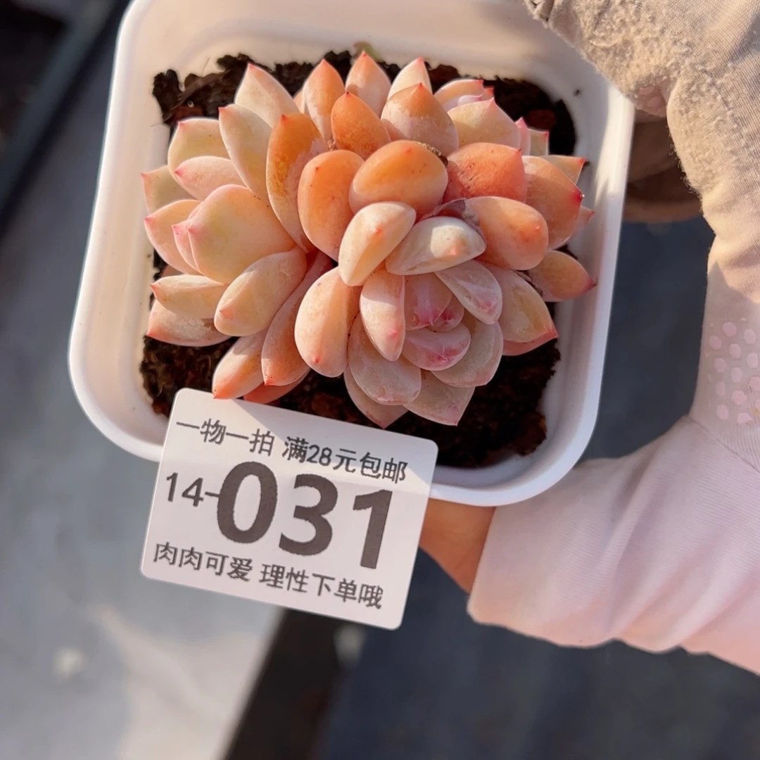 橙梦露多肉多肉多肉多肉