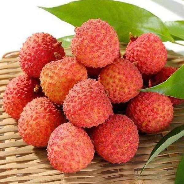 【耒阳配送】约1斤荔枝新鲜荔枝天气炎热部分黑皮同城送广东省