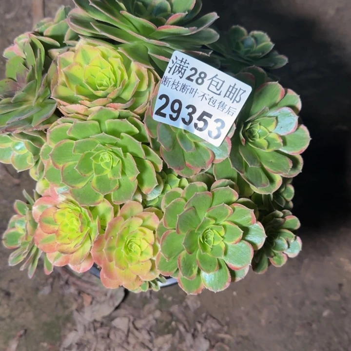 29353奶白不包断枝