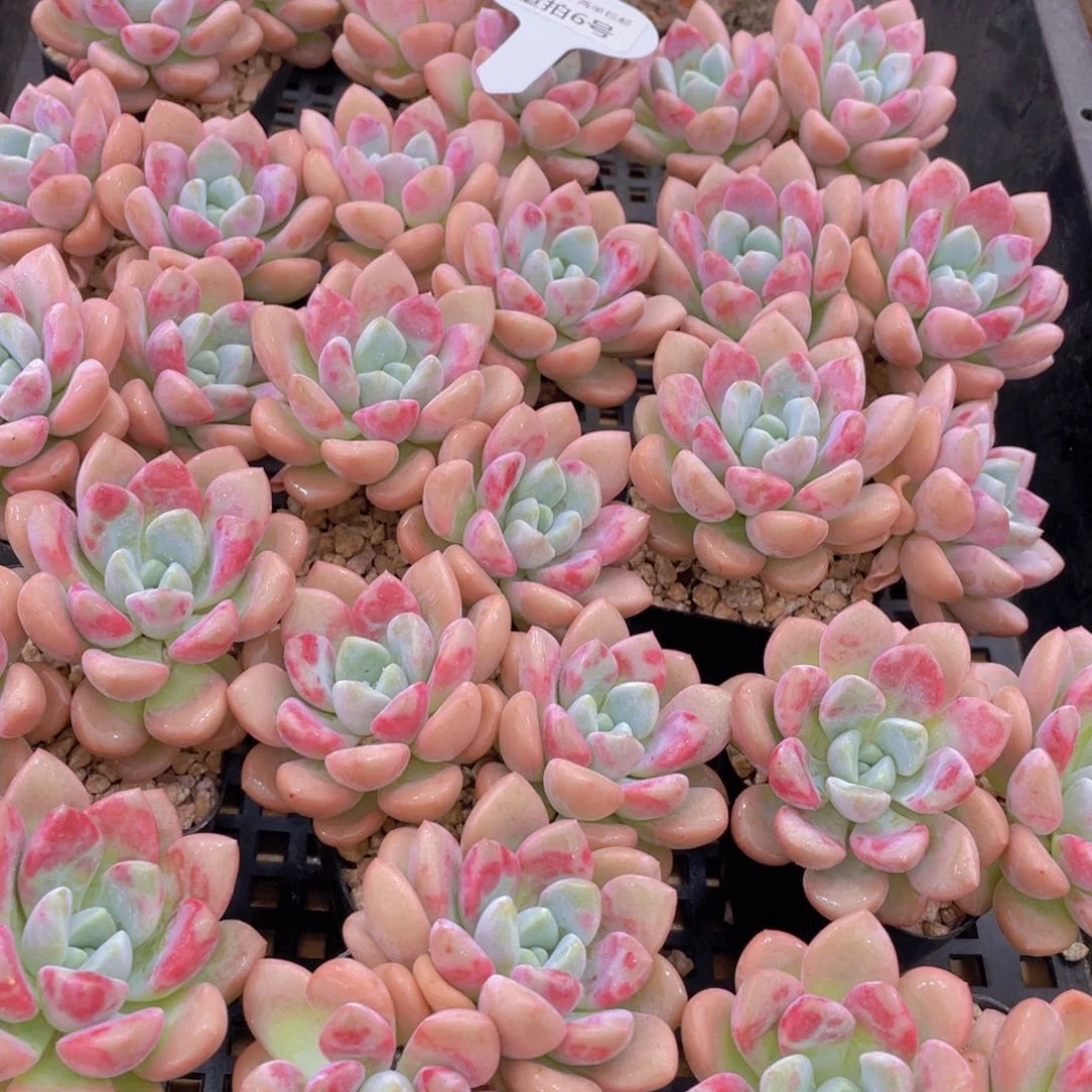 量拍6号 白鹭花斑鹭老桩大双头一个