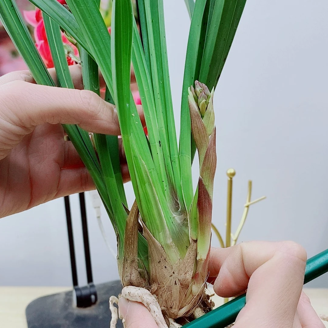 当前无花栽培后可以开花