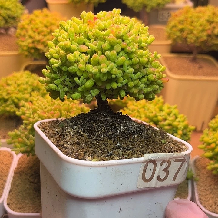 无花朵我03蜜桔糖球