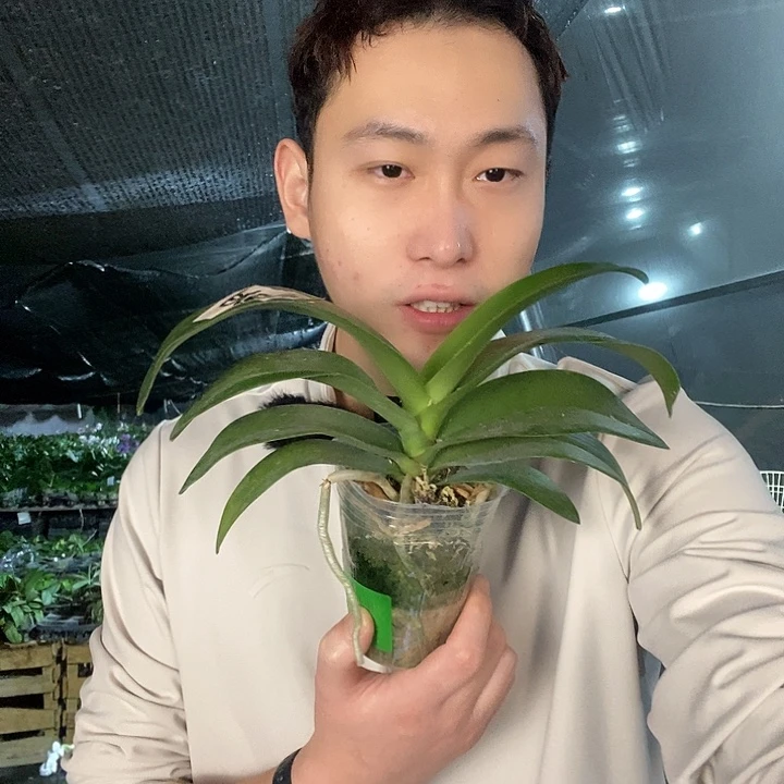 无花朵胭脂蝴蝶兰