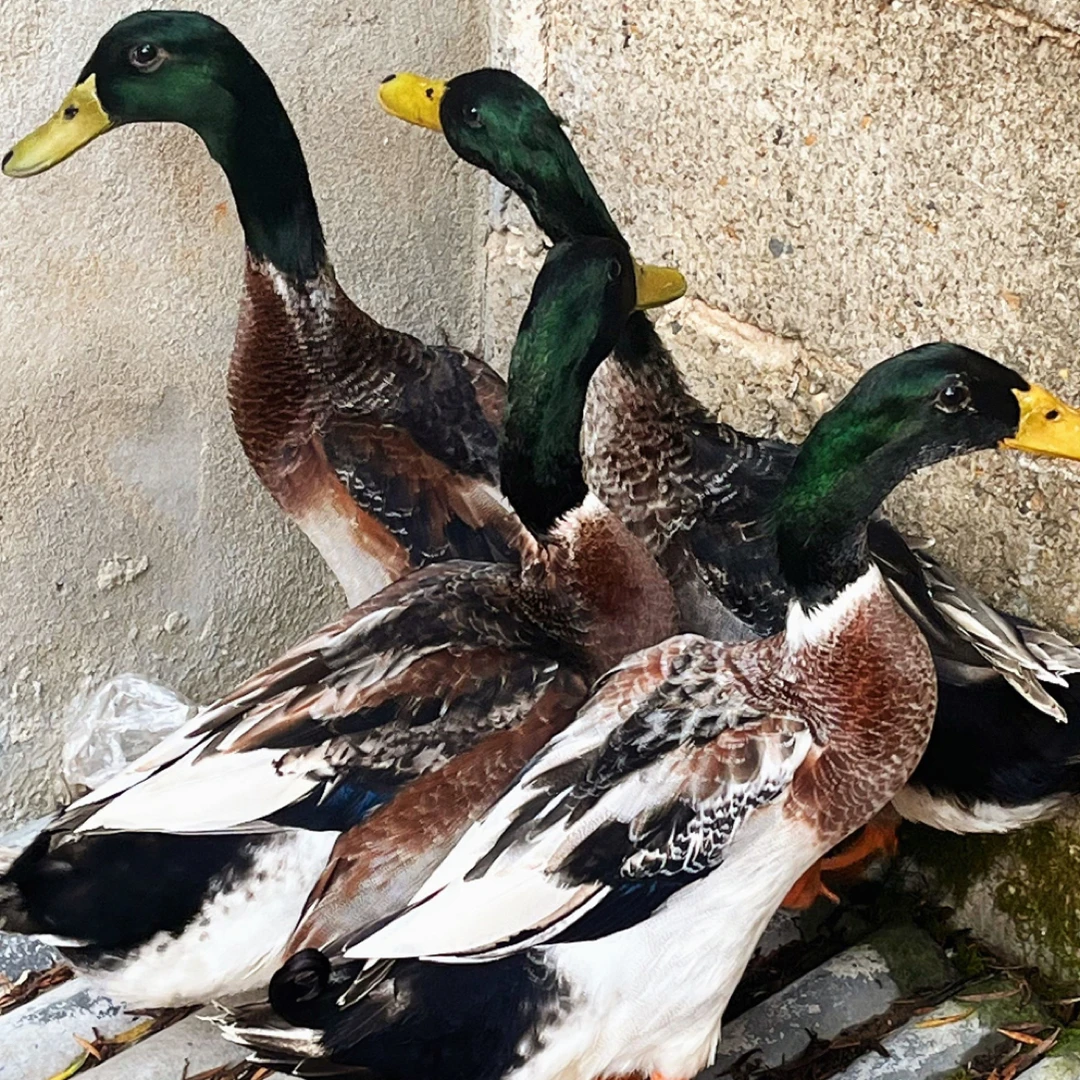 鄱阳湖泊散养青头公鸭新鲜宰杀顺丰冷链包邮到家