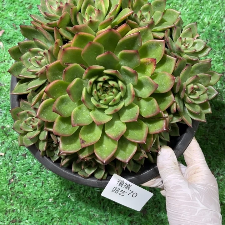 70蓝月亮多肉植物手捧