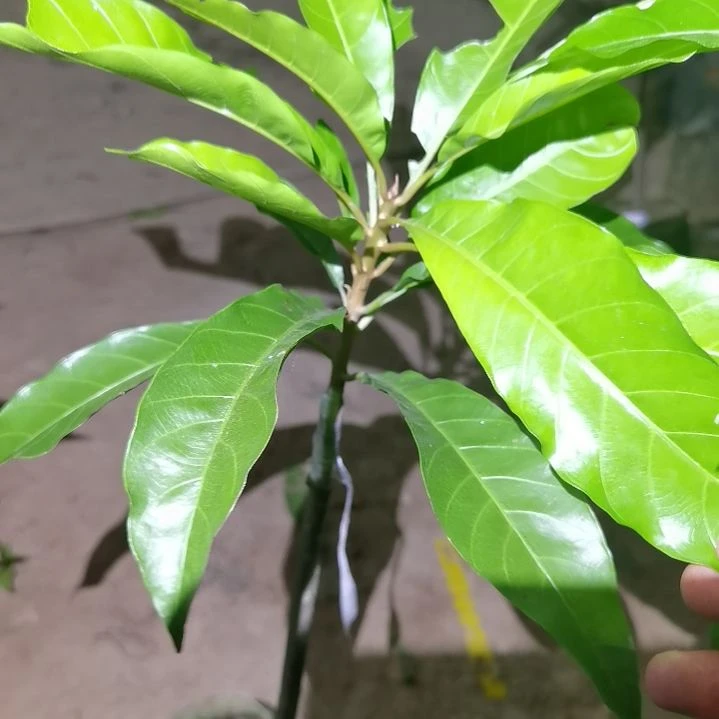 闽***典当前无花栽培后可以开花