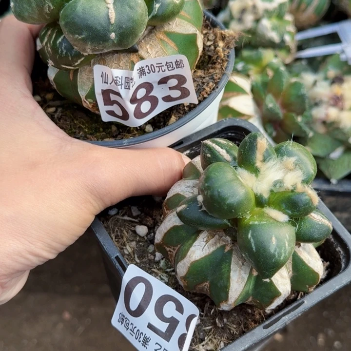 最***界无花朵福利2颗蛋尤583.350