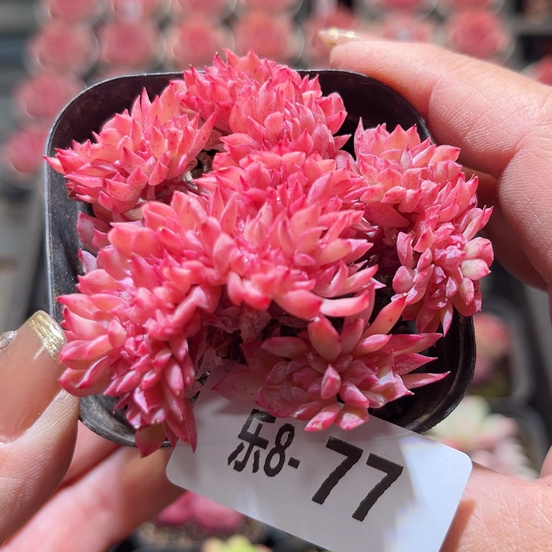 乐8-77 火焰杯缀化