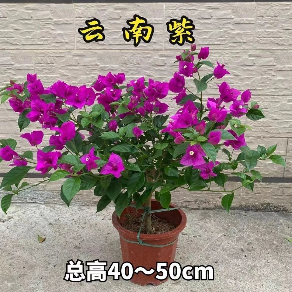 D云南发货紫三角梅绿植老桩高 40-50 四季开花带花苞带原盆发货