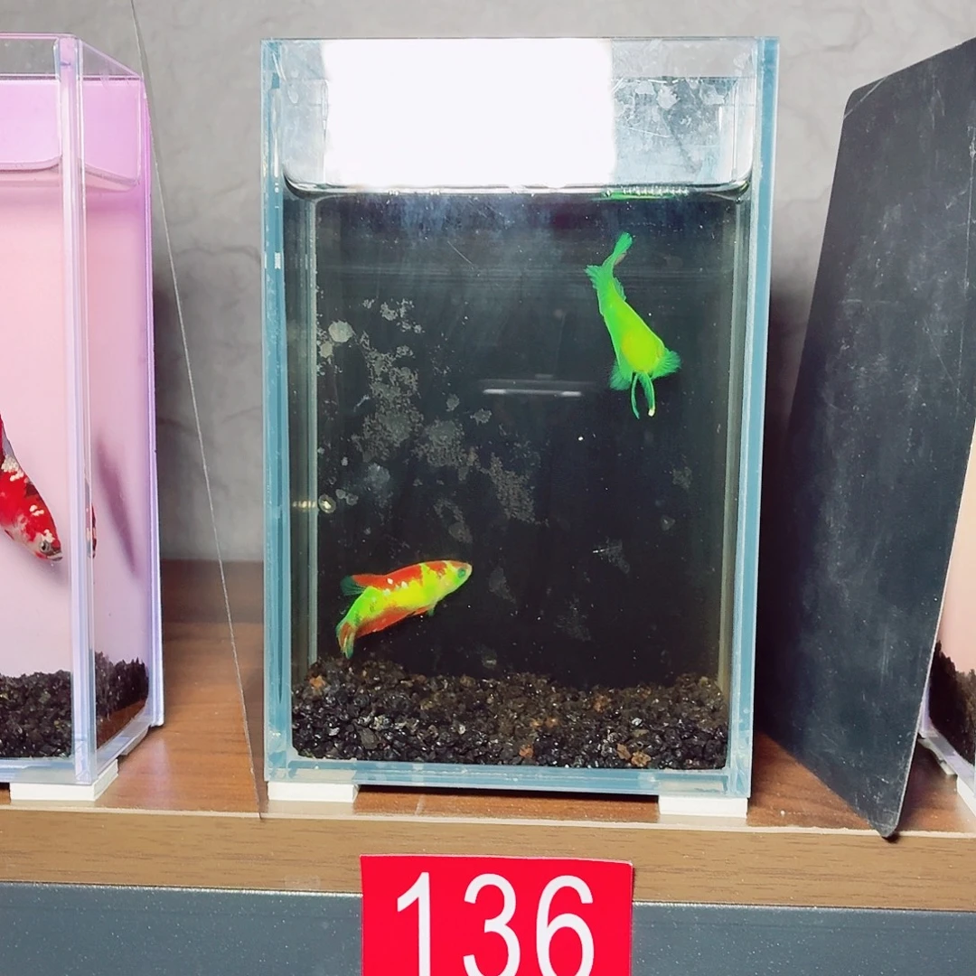 斗鱼荧光将军繁殖组