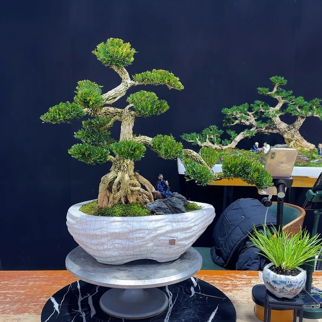 海**槿黄杨室内室外盆景