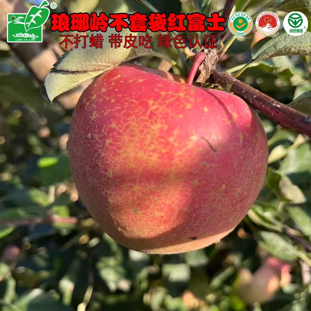 不套袋苹果绿色认证脆甜正宗烟台苹果无农药冰糖心苹果坏果包赔