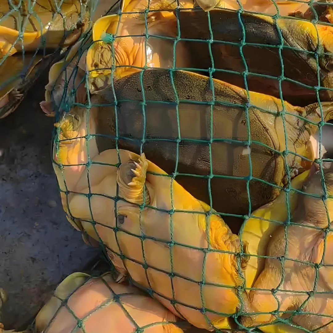 黄金甲鱼，每只148元，重量3.2斤-3.5斤，营养丰富