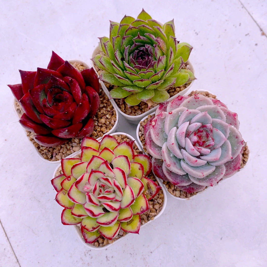 多肉植物组四野马东云观音莲灵隐天鹅绒送盆土32