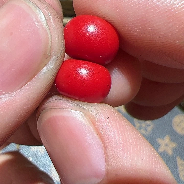 香榧木你的时候你是