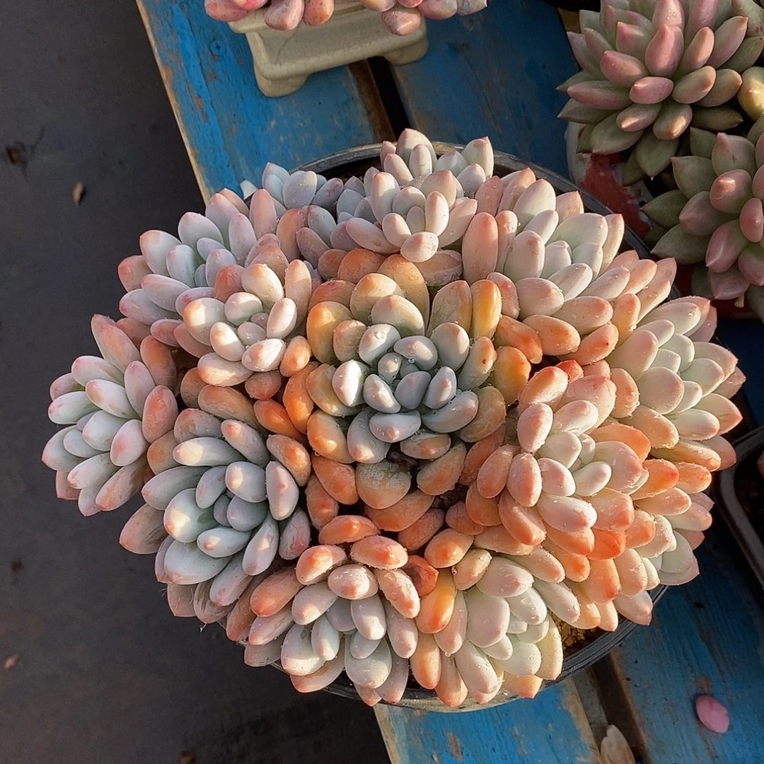 无坎捧花香水多肉