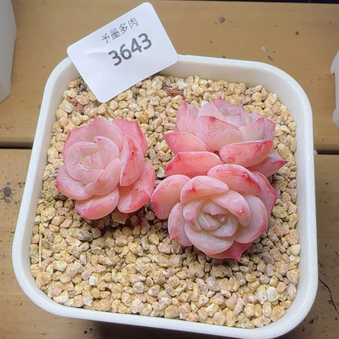 水晶桃子，3643多肉植物
