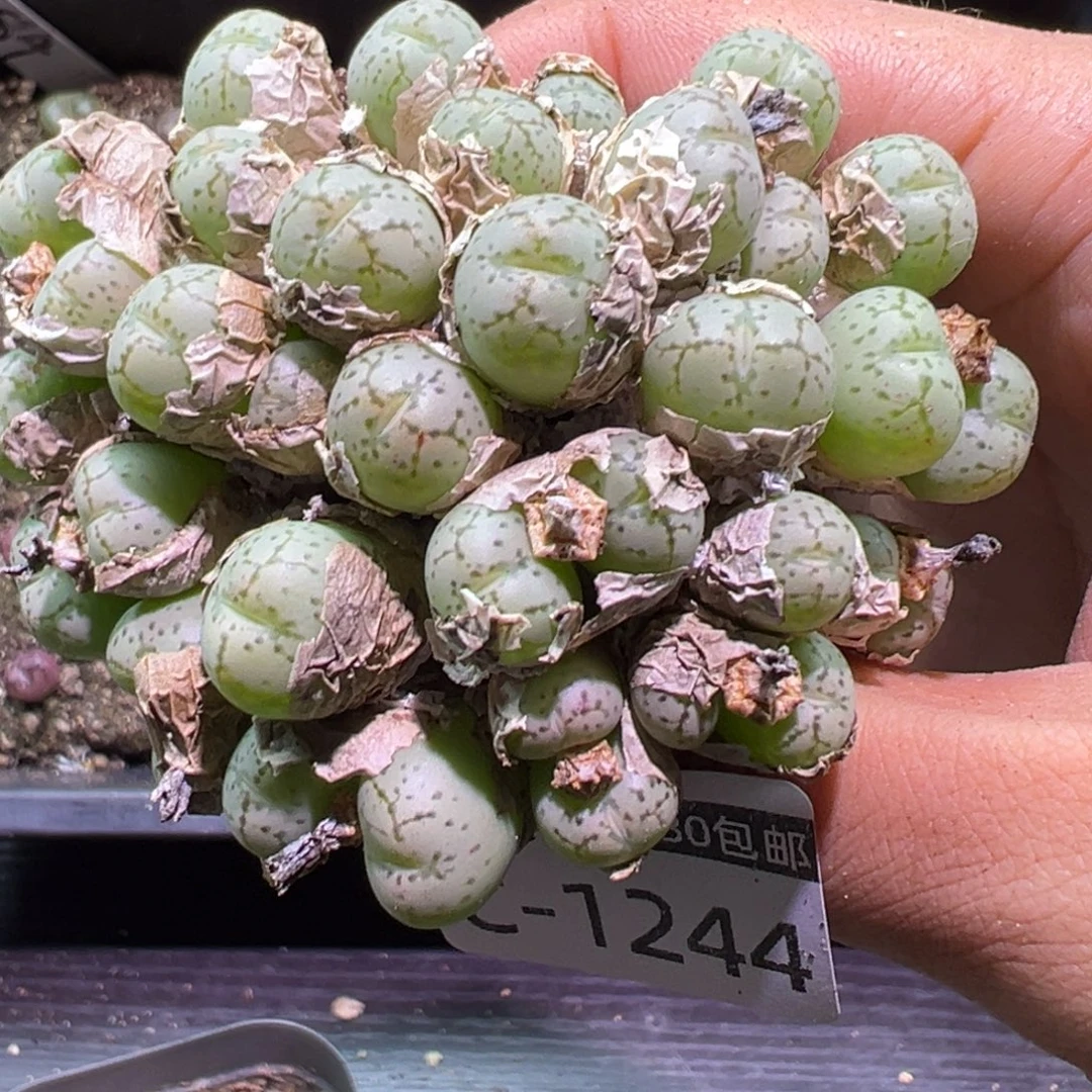 多肉植物11111111111111