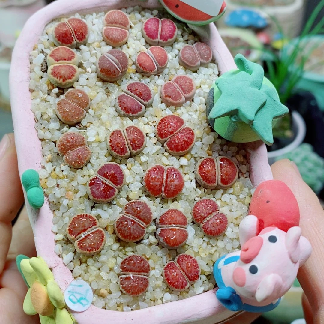 生石花花花花花花996