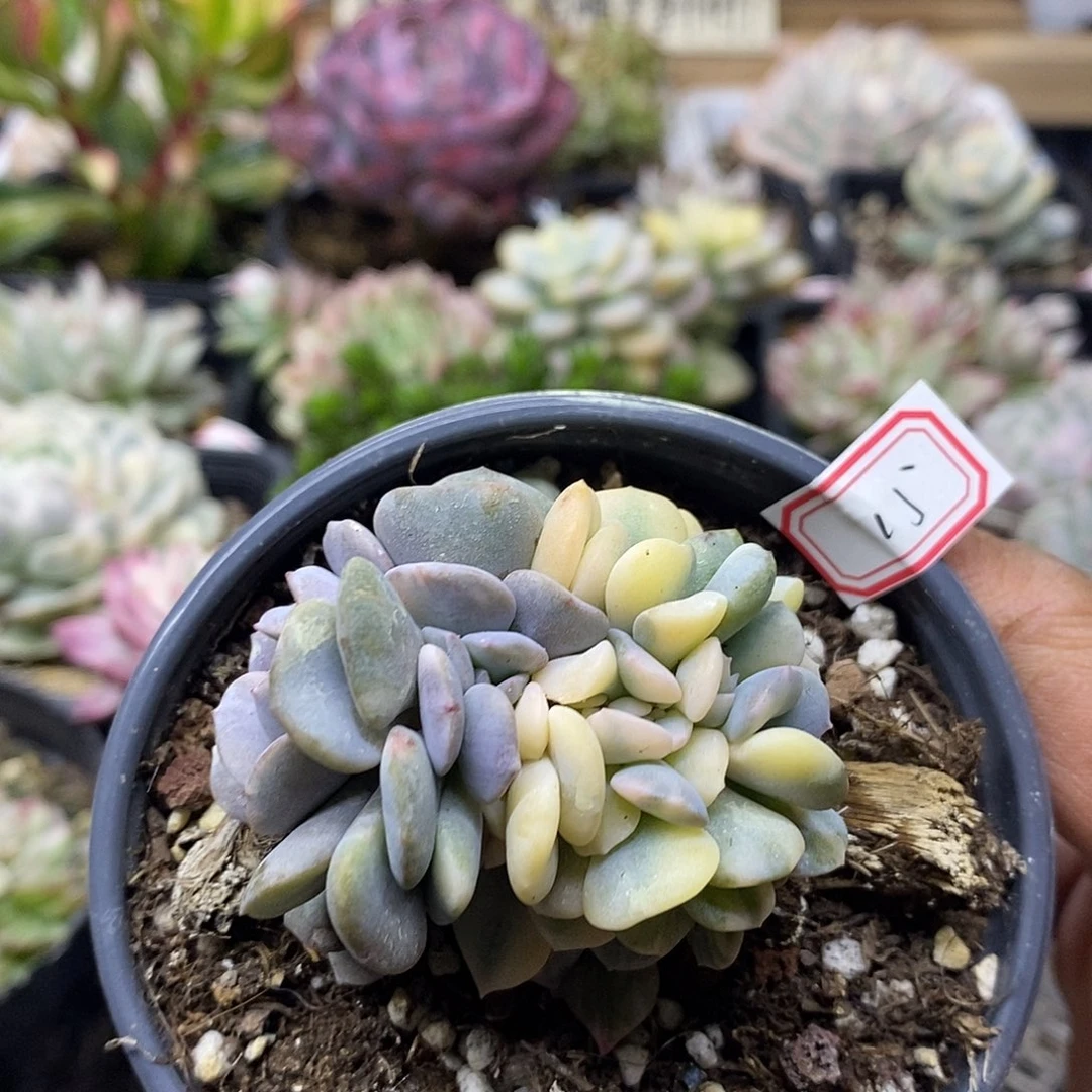 2415 雪精灵花脸锦缀带龙头 需延时发货