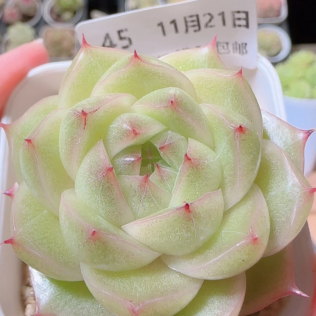 花语逸镜1121-45包子