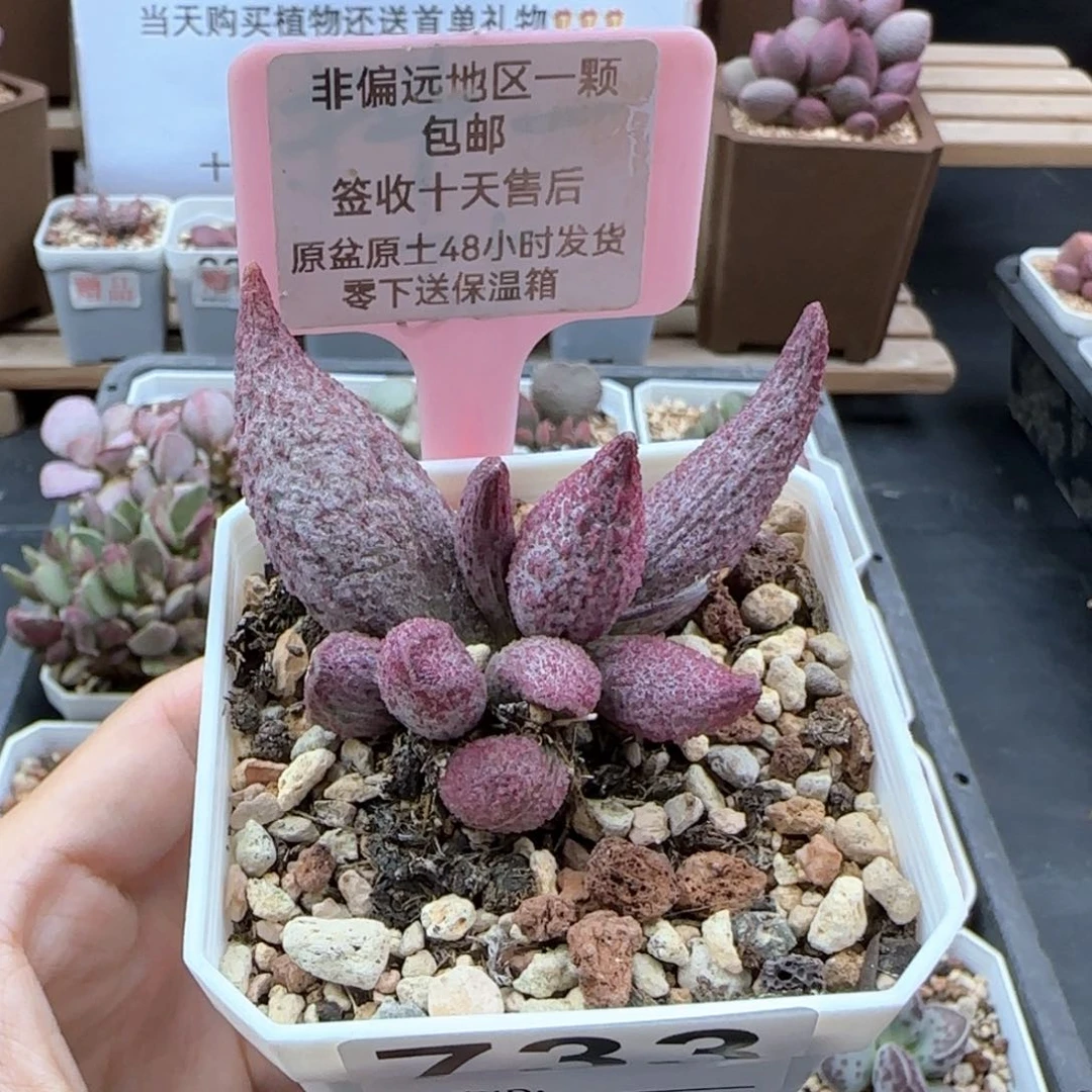 733猪尾巴多肉植物