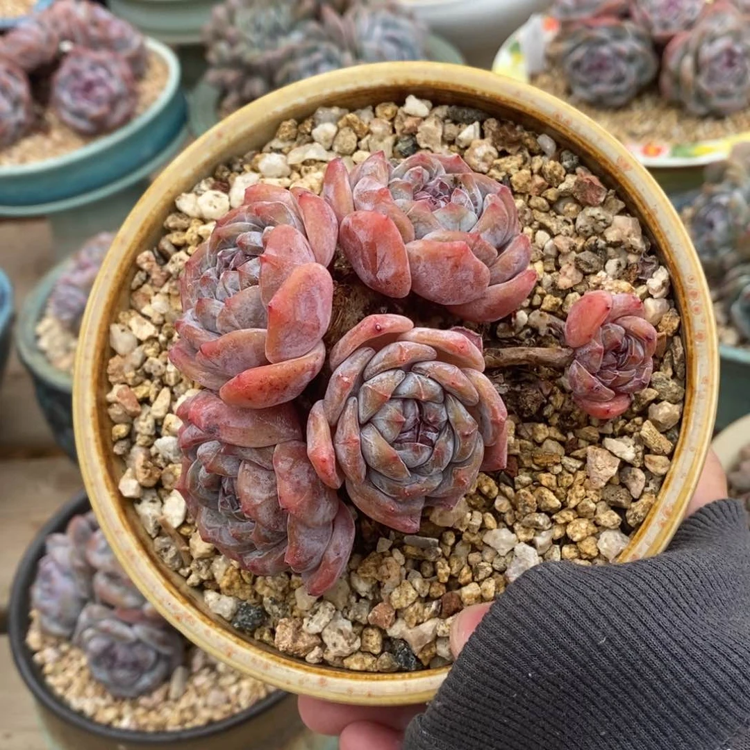 四头带崽红皮紫心短肥圆