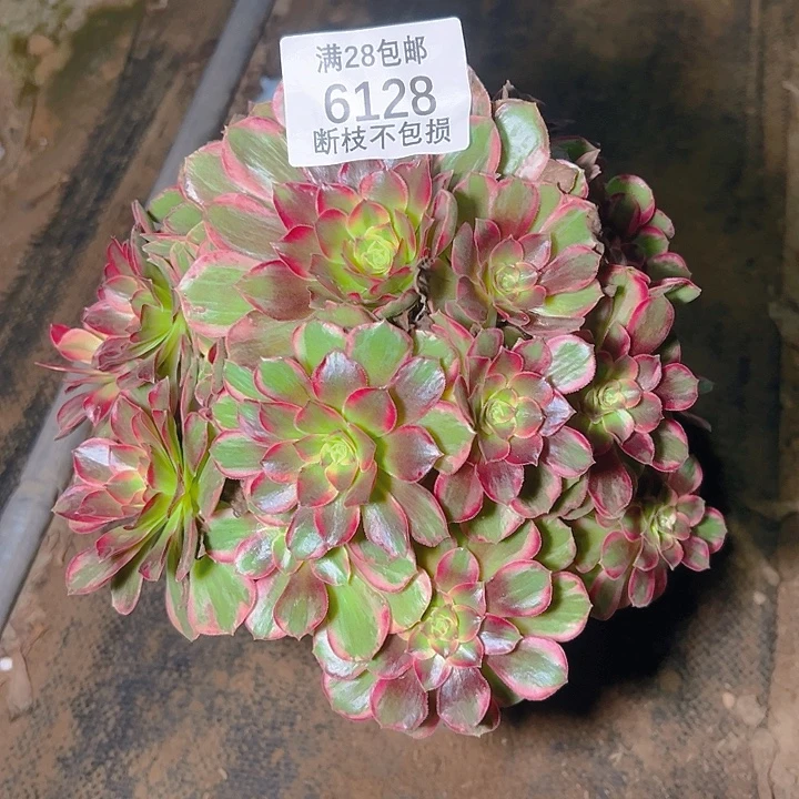 女***花6128安娜多肉植物