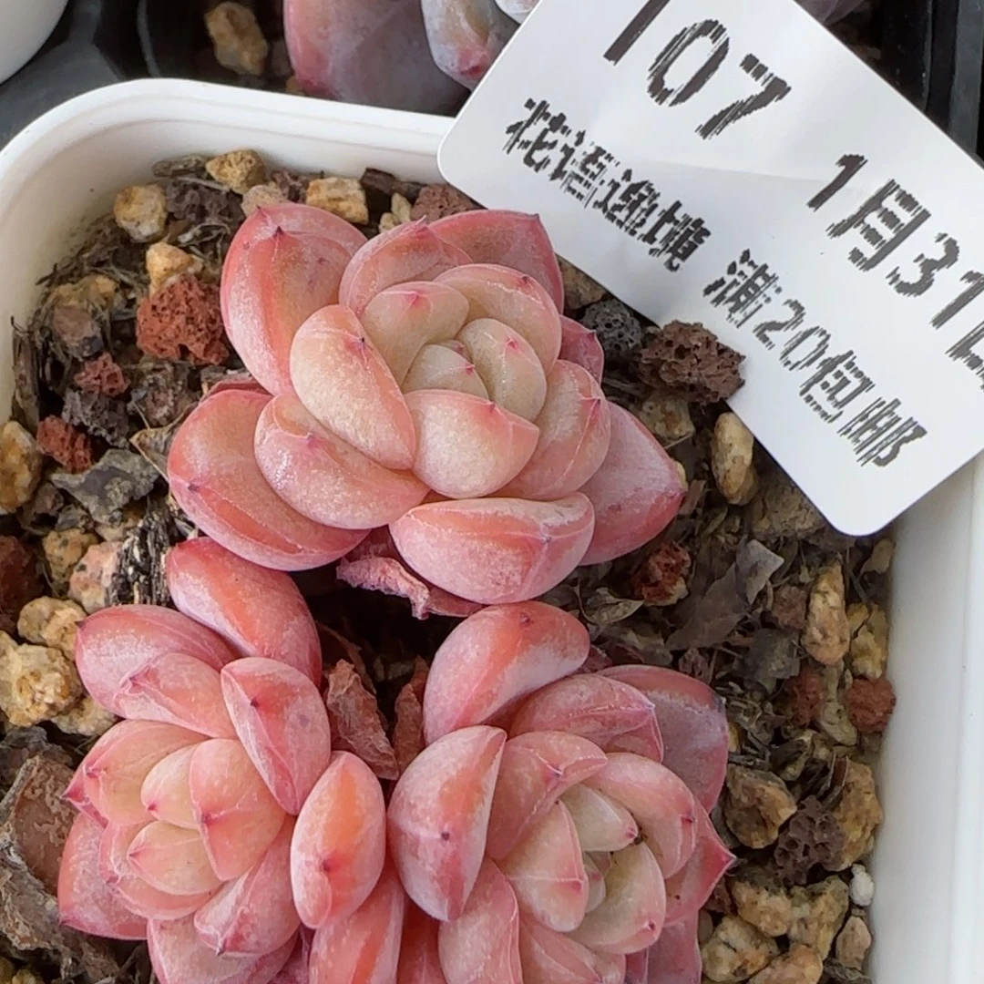 花语逸境0131-107