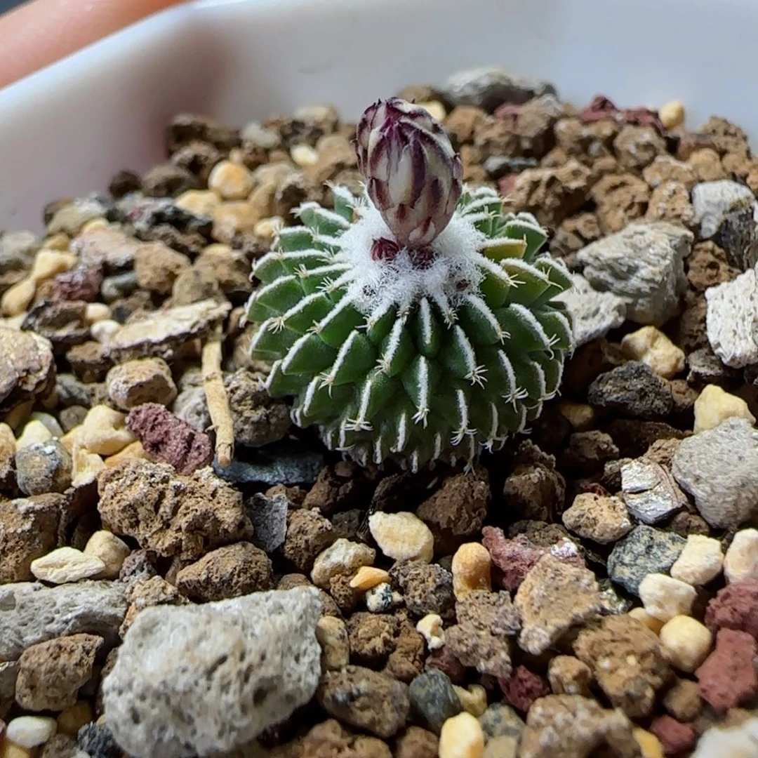 154实生刺缀精巧殿多肉