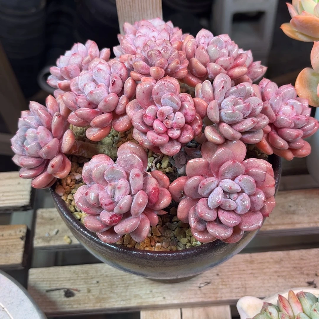 白鹭杂duocitajinjulv