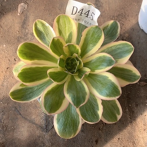 445燕姿锦多肉法师