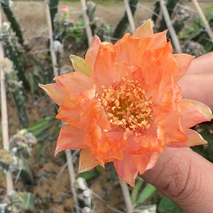 239丽花103歪3公分左右无根侧牙，20包邮