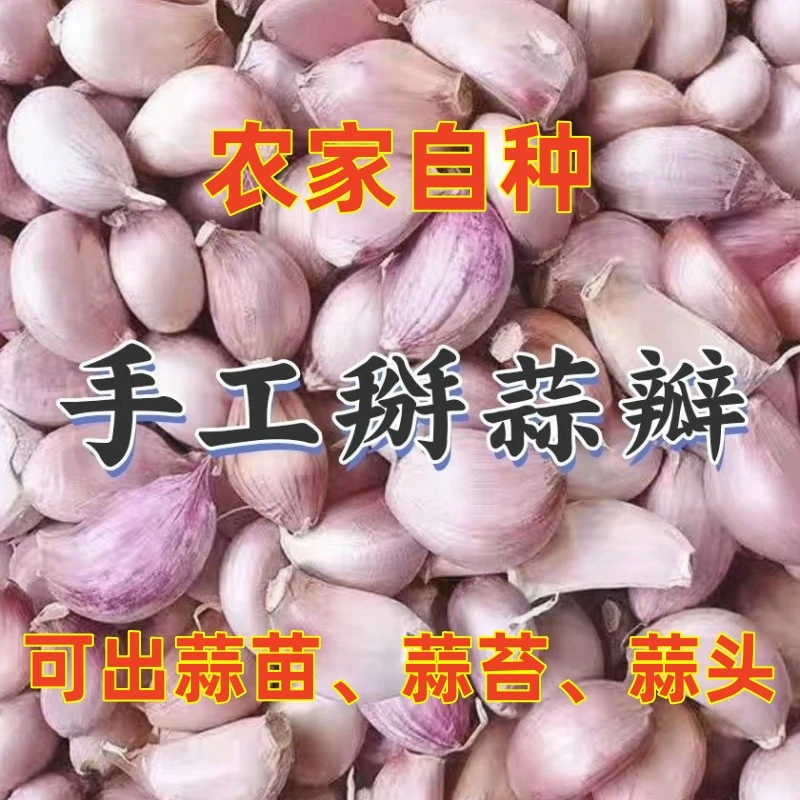 【可吃可种】紫皮大蒜瓣5斤包邮金乡大蒜1/3斤农家自种手工挑选