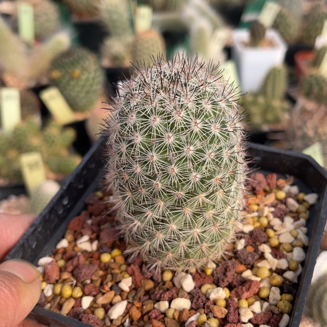 鹿角柱实生仙人球白天丸