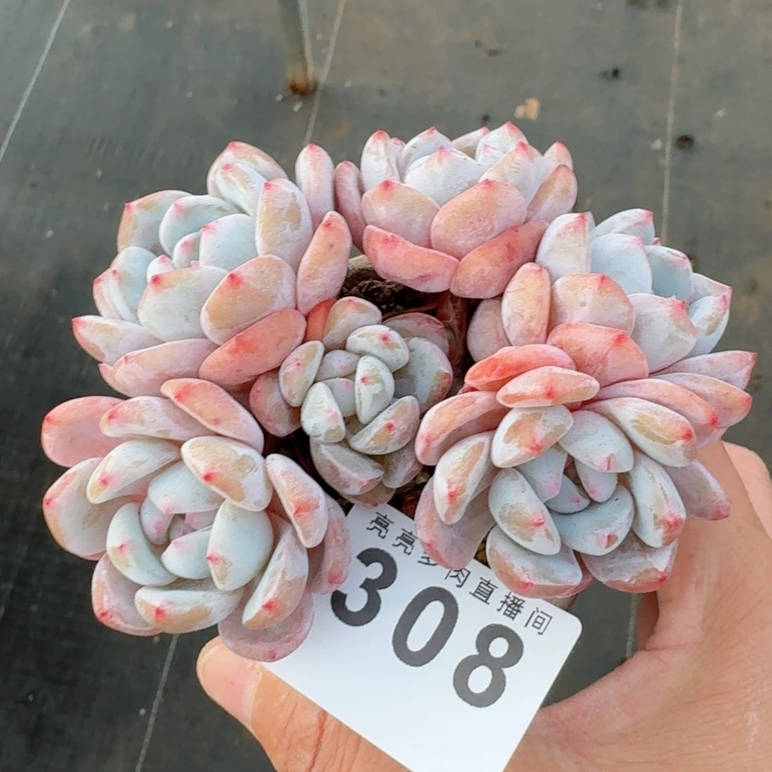 星影      愿你一路坦途，乘风破浪展宏图