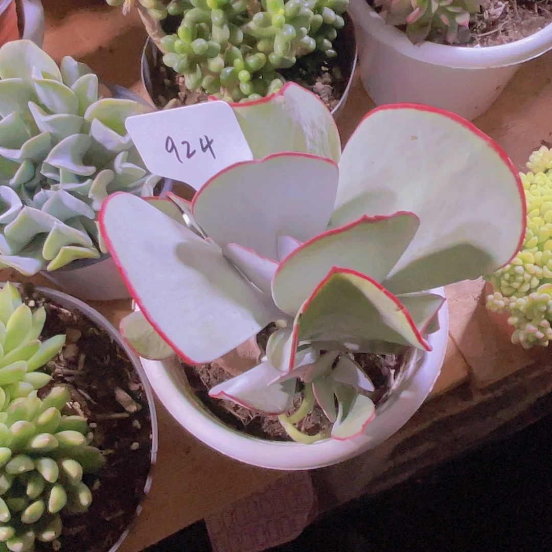 姐***姐0000000000000924