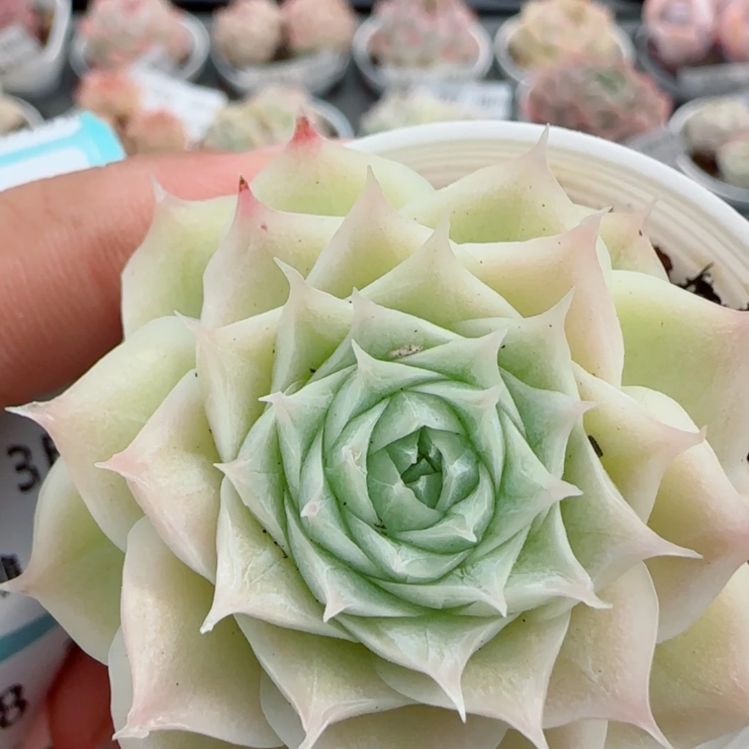 花语逸镜0326-295