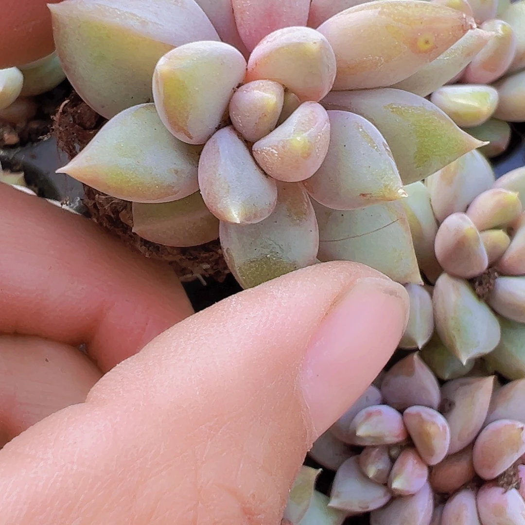 穴盘红象牙5颗19包邮多肉