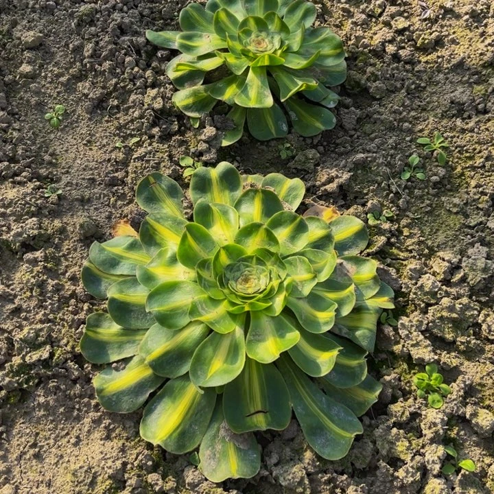 暴君多肉植物捧花的