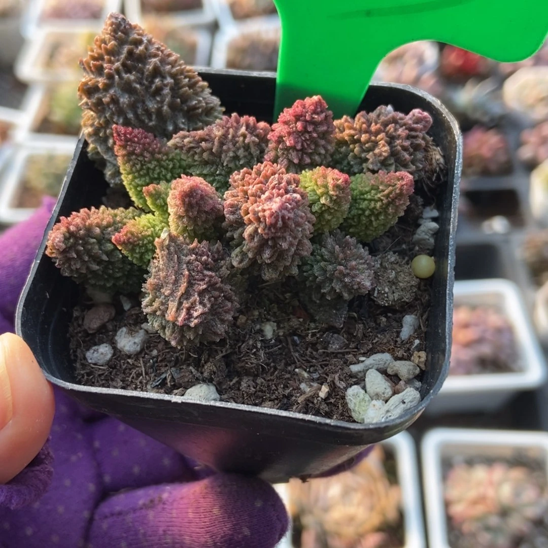 753朱子玉水泡多肉植物