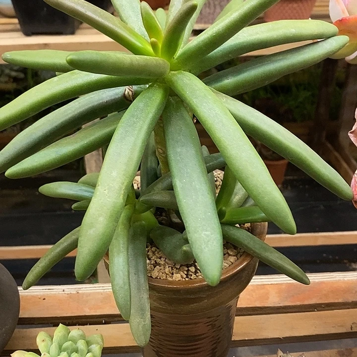 多肉植物肉肉植物