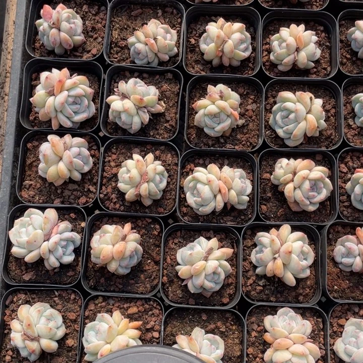 星影双头2颗冠幅4-5厘米20包邮新疆西藏不发